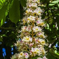 Buy canvas prints of  Horse chestnut flower by Judith Lightfoot