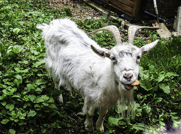  Billy Goat takes the biscuit Picture Board by Judith Lightfoot