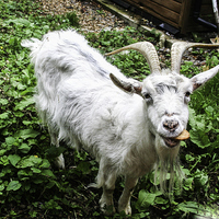 Buy canvas prints of  Billy Goat takes the biscuit by Judith Lightfoot