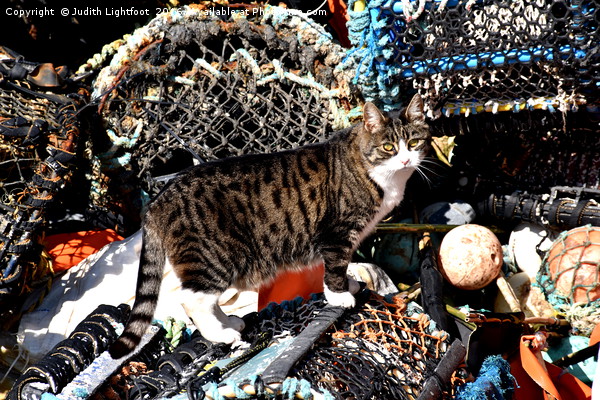 CAT AMONGST THE LOBSTER POTS Picture Board by Judith Lightfoot
