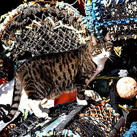 Buy canvas prints of CAT AMONGST THE LOBSTER POTS by Judith Lightfoot