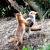 Buy canvas prints of The Frolickings of two young fox cubs by Judith Lightfoot