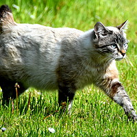 Buy canvas prints of A LITTLE MANX CAT ON THE PROWL by Judith Lightfoot