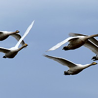 Buy canvas prints of WHOOPER SWANS IN FLIGHT by Judith Lightfoot