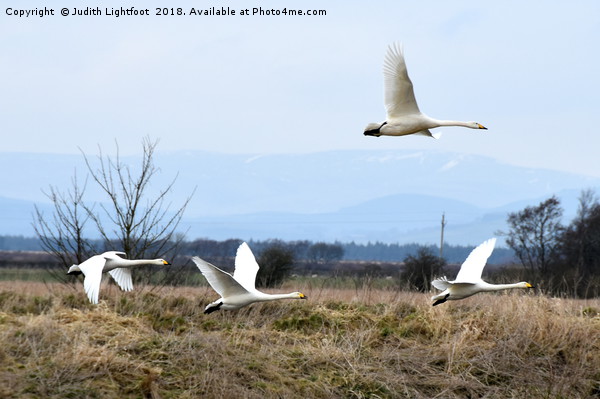 WHOOPER SWANS ARE LANDING Picture Board by Judith Lightfoot