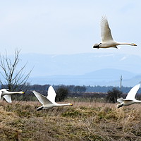 Buy canvas prints of WHOOPER SWANS ARE LANDING by Judith Lightfoot