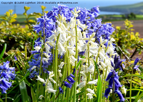 CONTRASTING BLUEBELLS Picture Board by Judith Lightfoot