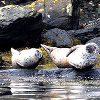Buy canvas prints of TWO VERY SMUG CONTENTED GREY SEALS by Judith Lightfoot