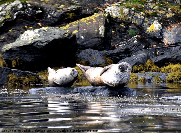 TWO VERY SMUG CONTENTED GREY SEALS  Picture Board by Judith Lightfoot
