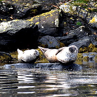 Buy canvas prints of TWO VERY SMUG CONTENTED GREY SEALS  by Judith Lightfoot