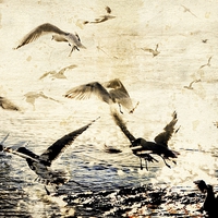 Buy canvas prints of  Birds On Stage by Florin Birjoveanu