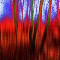 Buy canvas prints of  Tinted Woods by Florin Birjoveanu