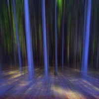 Buy canvas prints of MOVING FOREST by Florin Birjoveanu