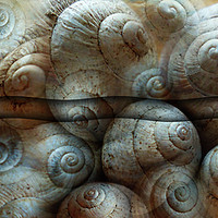 Buy canvas prints of Trimmed Snails by Florin Birjoveanu