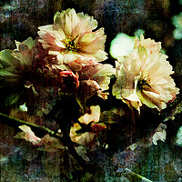 Buy canvas prints of Flowering Cherry Texture  by Florin Birjoveanu
