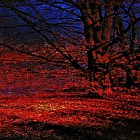Buy canvas prints of Last Light Red Contrast by Florin Birjoveanu