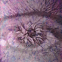 Buy canvas prints of The Eye of Apollo Purple by Florin Birjoveanu