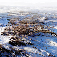 Buy canvas prints of New Snow by Florin Birjoveanu