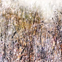 Buy canvas prints of Grasses In The Afternoon by Florin Birjoveanu