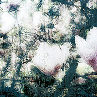 Buy canvas prints of Magnolia Bearing by Florin Birjoveanu