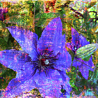 Buy canvas prints of Clematis Blue by Florin Birjoveanu