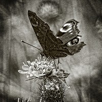 Buy canvas prints of Butterfly Bw by Florin Birjoveanu