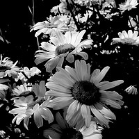 Buy canvas prints of Marguerites Bw by Florin Birjoveanu