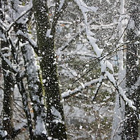 Buy canvas prints of Snowy Trees  by Florin Birjoveanu