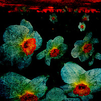 Buy canvas prints of Narcissuses In The Darkness by Florin Birjoveanu