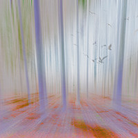 Buy canvas prints of Moving Forest Light by Florin Birjoveanu