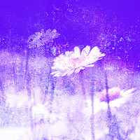 Buy canvas prints of Daisy Love Purple by Florin Birjoveanu