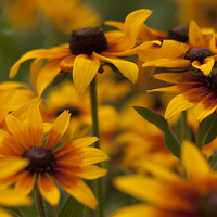 Buy canvas prints of Rudbeckia - Black-Eyed Susan by Iveta S