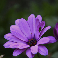 Buy canvas prints of Purple Daisy by Dana Wheatley