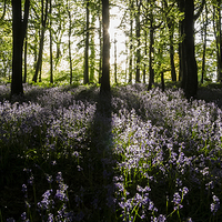 Buy canvas prints of  Bluebell Light by Richard Taylor