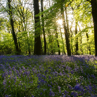 Buy canvas prints of  Bluebell Wood by Richard Taylor