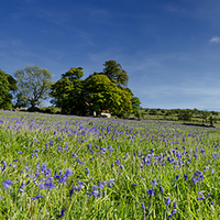 Buy canvas prints of  Emsworthy Bluebells by Richard Taylor
