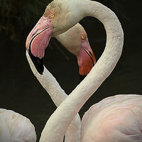 Buy canvas prints of  Flamingo Heart by John Akar
