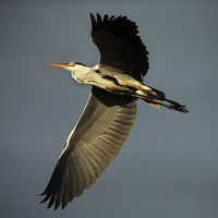 Buy canvas prints of Grey Heron Flying by John Akar