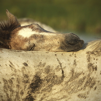 Buy canvas prints of  Foal sleeping on mum's back by John Akar