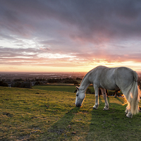 Buy canvas prints of  Sunset Horse by John Cropper