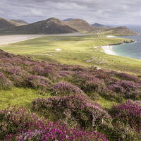 Buy canvas prints of Heather View by John Cropper
