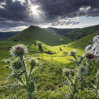 Buy canvas prints of  Thorpe Thistles by John Cropper
