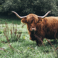 Buy canvas prints of  Scottish Cattle by Patrycja Polechonska