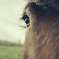 Buy canvas prints of  Brown Horse Eye Closeup by Patrycja Polechonska