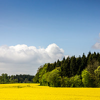 Buy canvas prints of Rape Seed Field and Forest by Patrycja Polechonska