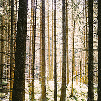 Buy canvas prints of Sunlit Forest by Patrycja Polechonska