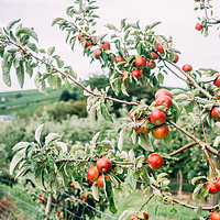 Buy canvas prints of Red Apple Tree by Patrycja Polechonska