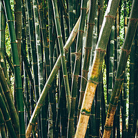Buy canvas prints of Bamboo Forest by Patrycja Polechonska