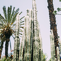 Buy canvas prints of Cactus and Palm Trees by Patrycja Polechonska