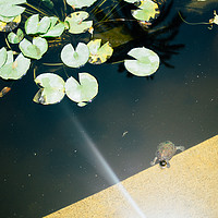 Buy canvas prints of Turtle in Pond by Patrycja Polechonska